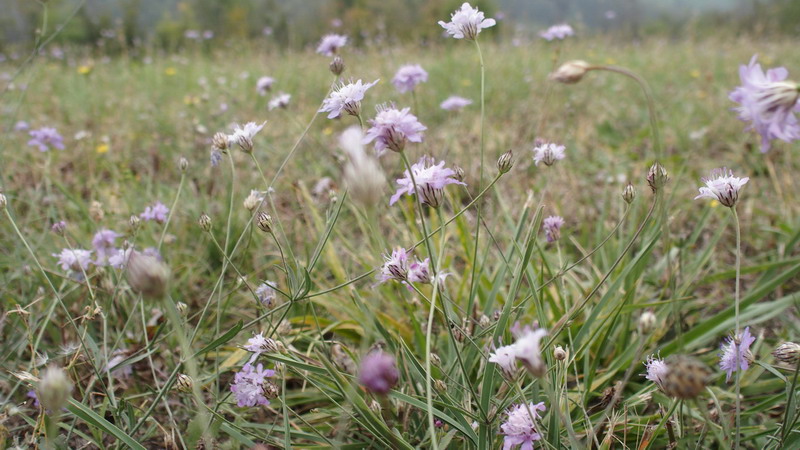 Cephalaria transsylvanica / Vedovina maggiore